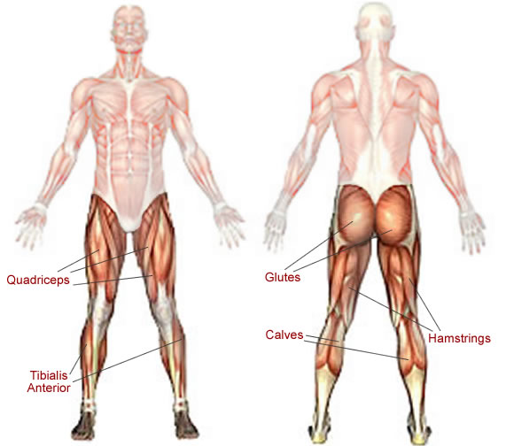 muscles in leg. Major leg muscles ; quadriceps
